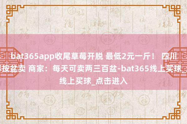 bat365app收尾草莓开脱 最低2元一斤！ 四川西昌草莓按盆卖 商家：每天可卖两三百盆-bat365线上买球_点击进入